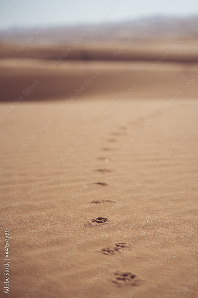Animal footprints in the desert sand Animal footprints in the desert sand