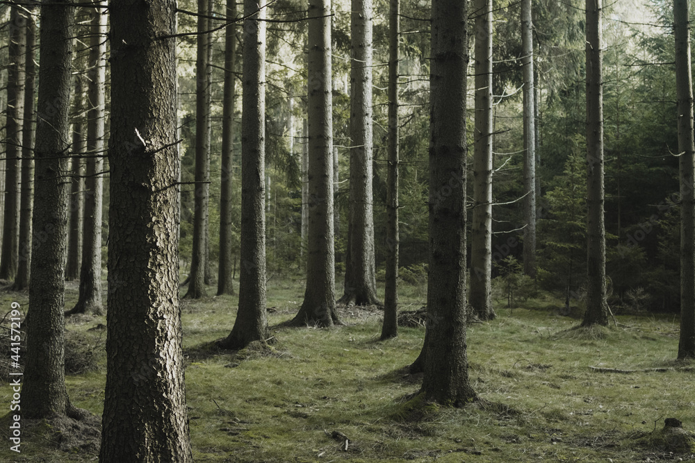 forest tree nature trees landscape forest tree nature trees landscape