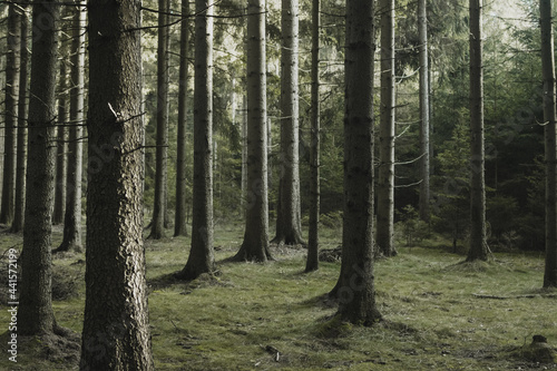 forest tree nature trees landscape