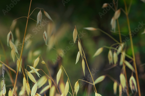 Oats growing wild in the field