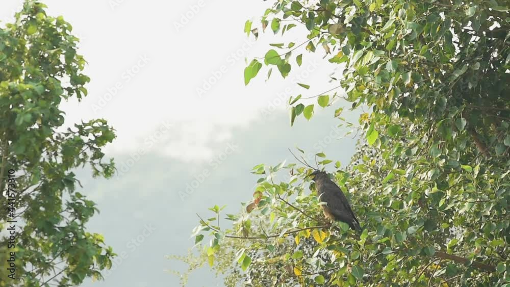 full shot of crested serpent eagle or spilornis ground perched high on tree at ranthambore national park or tiger reserve rajasthan india