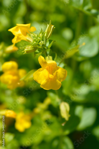 Fototapeta Naklejka Na Ścianę i Meble -  Monkey flower