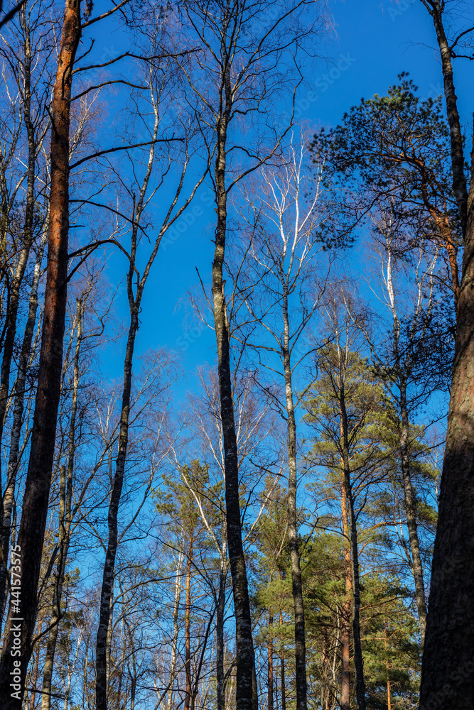 Tree tops at blue sky during sunny early spring day. Forest with top of the pine and birch tree trunks at bright blue sky. 