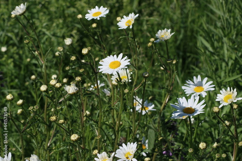 Wild white daisy flowers by the side of the road