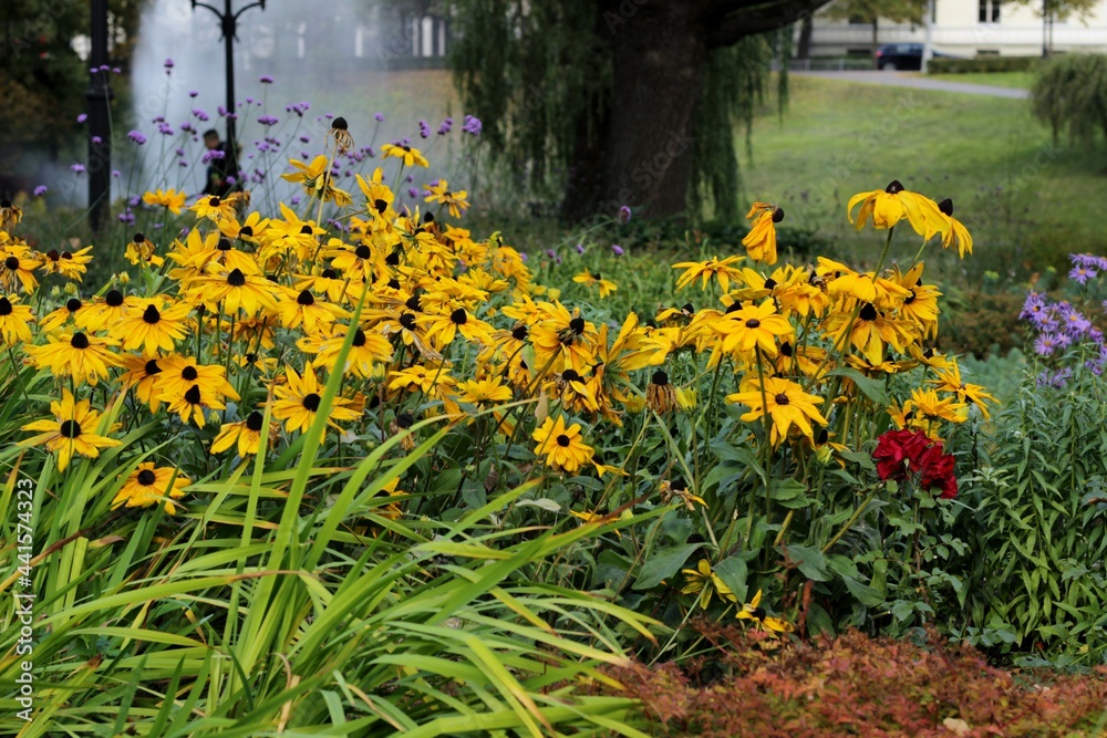 Fototapeta premium Orange coneflower blooming in late autumn. Perennial coneflower (Rudbeckia fulgida) flowers blossoming in grey fall day.