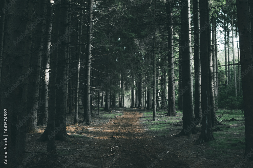 Naklejka premium forest tree trees nature autumn