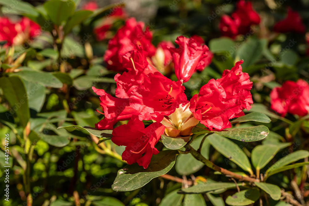 Blood red rhododendron blooming in bright sunny spring day. Red rhododendron flowers and leaves. Close up photo of stunning red rhododendron flower. 