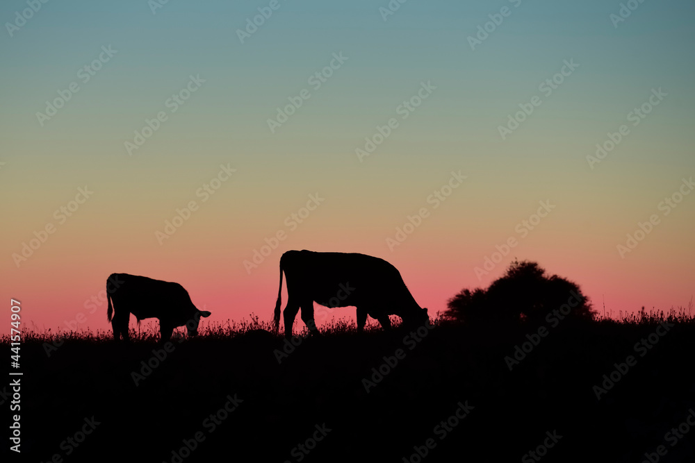  Cows silhouettes  grazing, La Pampa, Patagonia, Argentina.