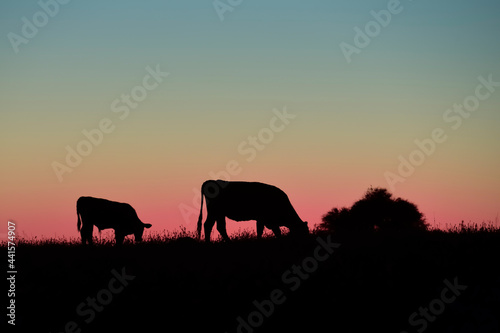  Cows silhouettes grazing, La Pampa, Patagonia, Argentina.