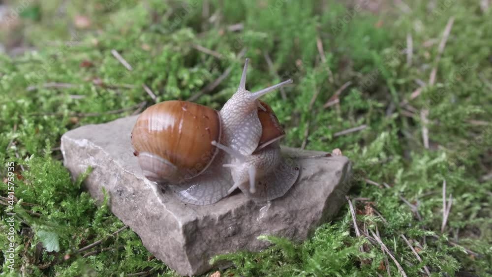 Grape snail crawling on green moss looking for food, molluscs concept