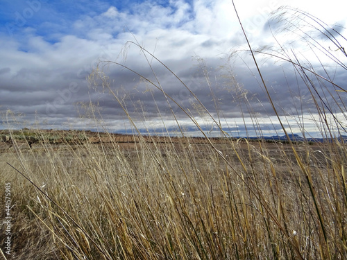 view of a flat landscape on a cloudy and windy day with grasses in the foreground