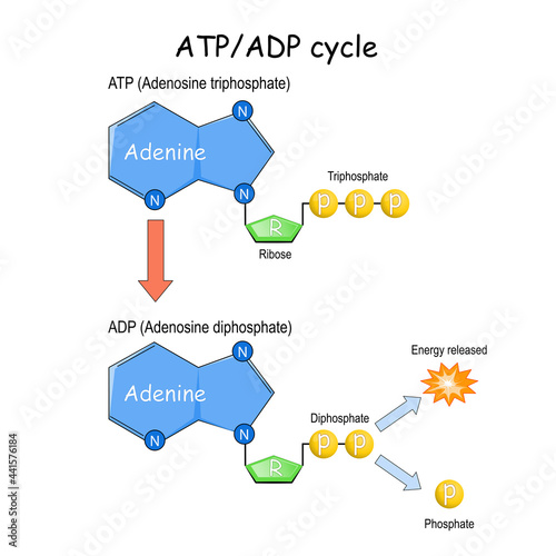 ATP ADP cycle