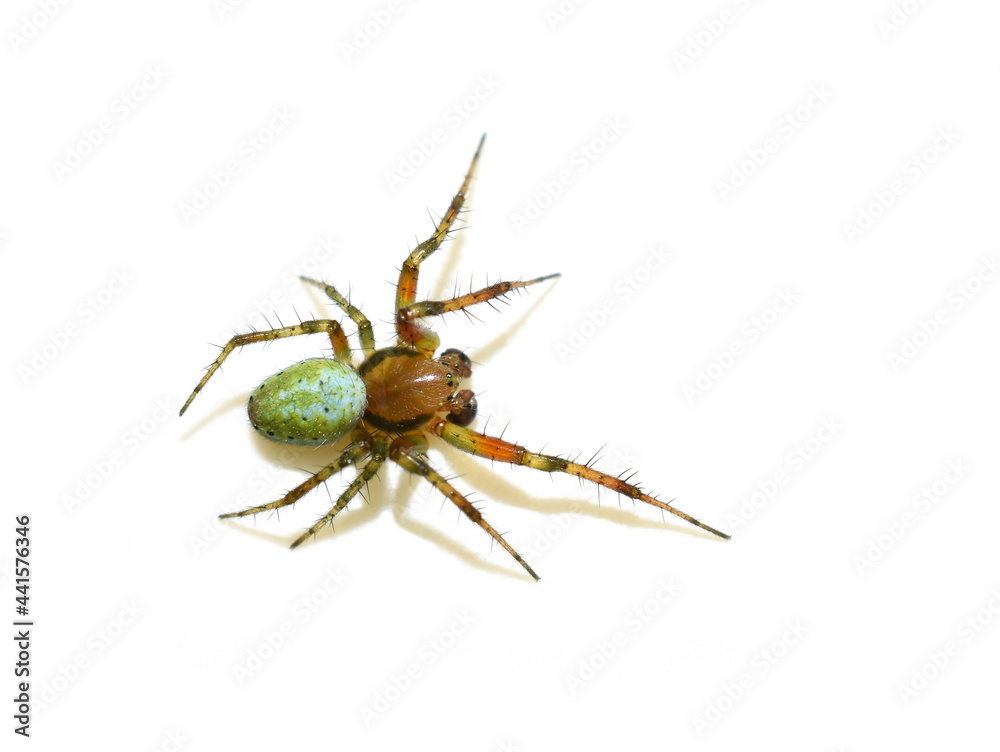 Green orb-weaver spider Araniella sp. isolated on white backghround Green orb-weaver spider Araniella sp. isolated on white backghround