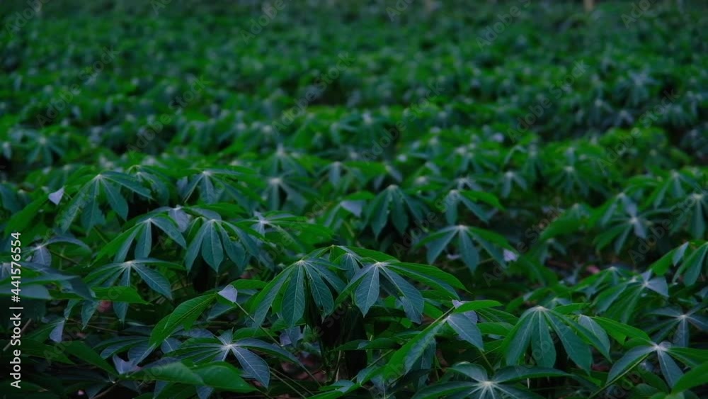 Cassava or manioc plant on field in Thailand, Cassava plantation in the evening. Cassava or manioc plant on field in Thailand, Cassava plantation in the evening.