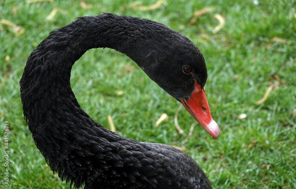 Fototapeta premium Black swan in city park