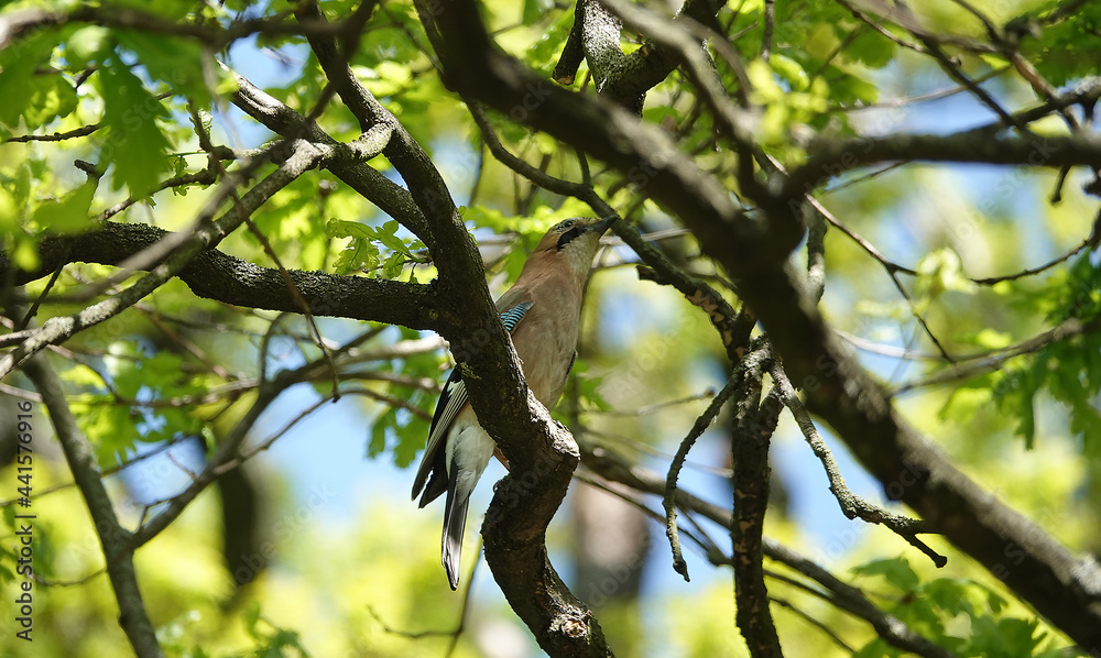 Fototapeta premium Jay is a forest wild bird