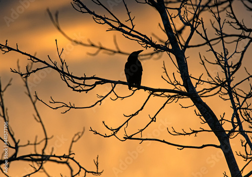silhouette of a magpie on a tree in sunset