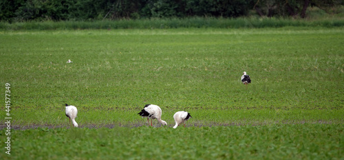 Storks feed in a clearing near the forest