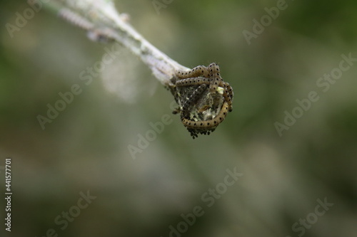 Web of the spider moth in all kinds of bushes in Nieuwerkerk aan den IJssel