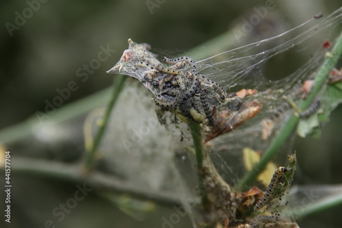 Web of the spider moth in all kinds of bushes in Nieuwerkerk aan den IJssel © André Muller