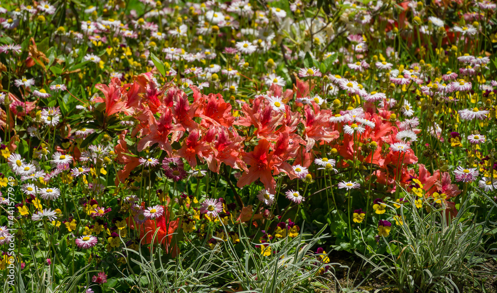 Bright red orange Rhododendron Hybrid Azalea surrounded by daisies in flower bed. Beautiful colorful inflorescences of rhododendron in Arboretum Park Southern Cultures in Sirius (Adler).