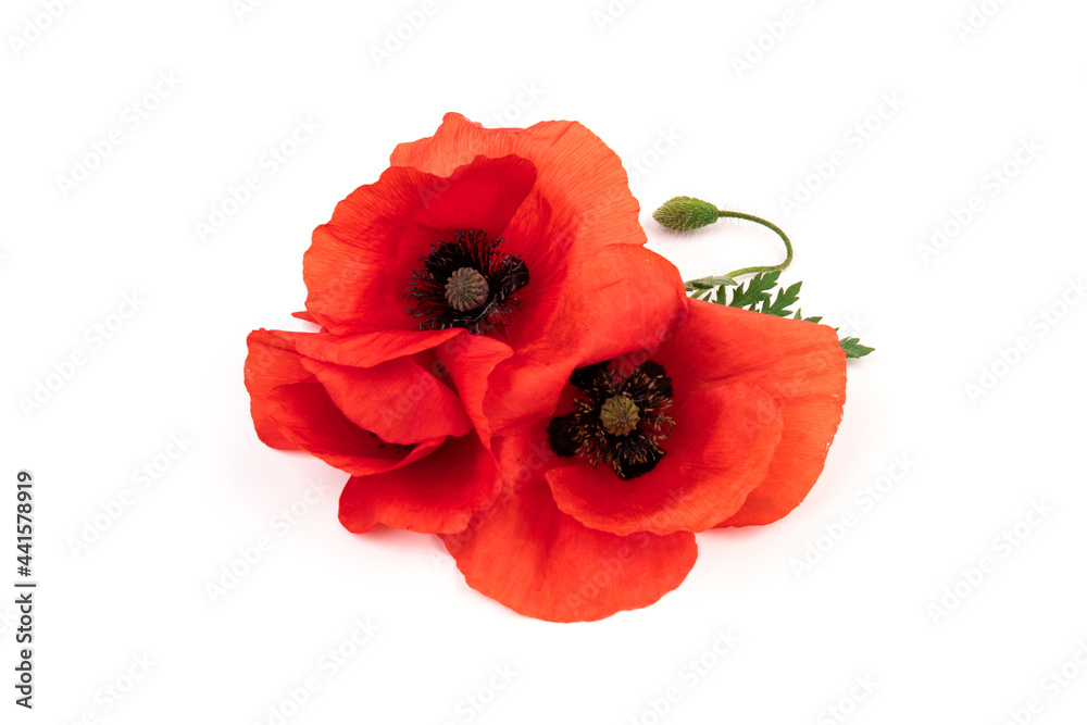 Naklejka premium Red field poppies (Papaver rhoeas) isolated on white background