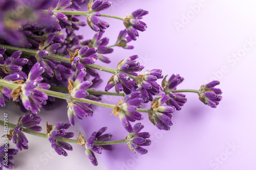 Lavender flowers isolated on purple background. Close up. Space for text