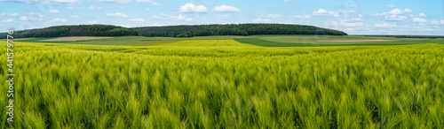 Getreideacker - Aussichten auf eine gute Ernte.