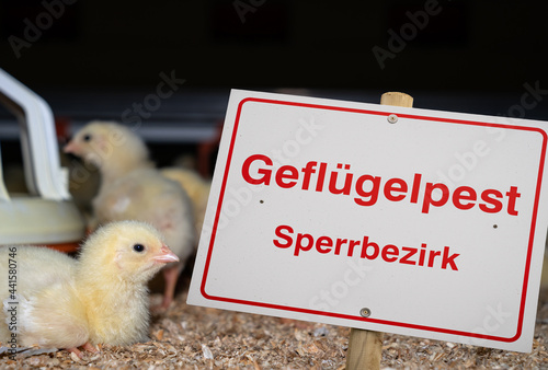 Symbolfoto - Ausbruch einer Seuche wie etwa der Vogelgrippe in einem dichten Veredelungsgebiet mit vielen Geflügelhaltern. 