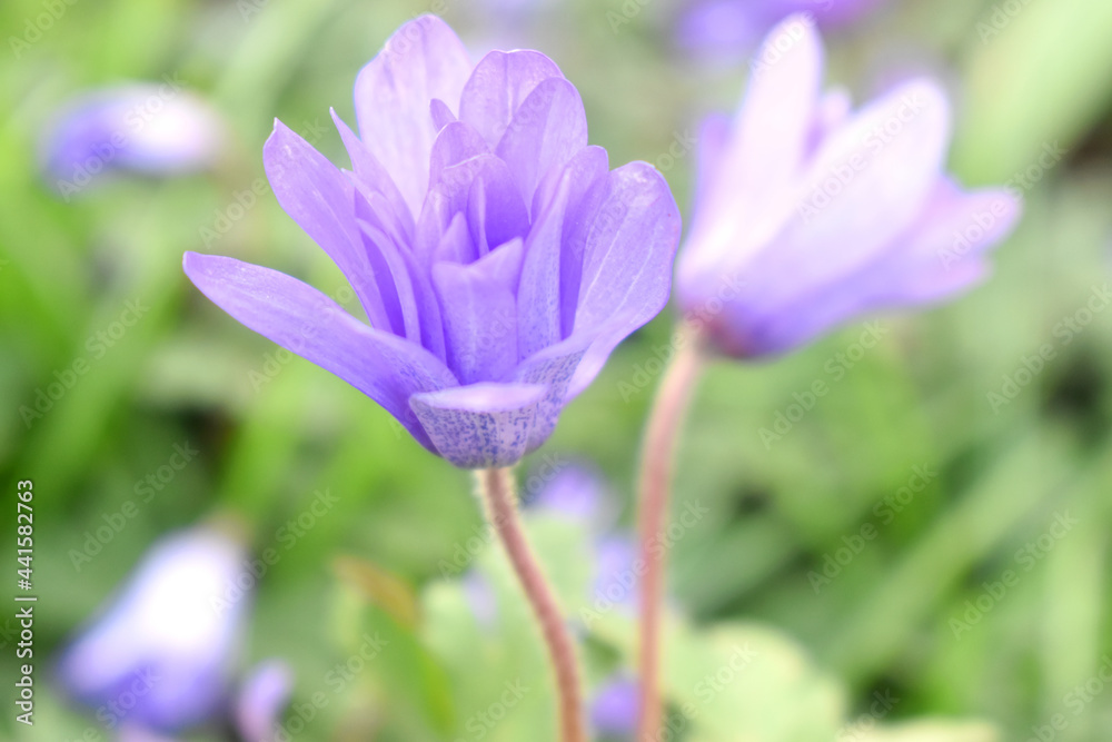 Beautiful Anemone blanda flowers on green leaves blurred background in spring garden, or know as Balkan anemone, Grecian windflower, winter windflower. Beautiful Anemone blanda flowers on green leaves blurred background in spring garden, or know as Balkan anemone, Grecian windflower, winter windflower.