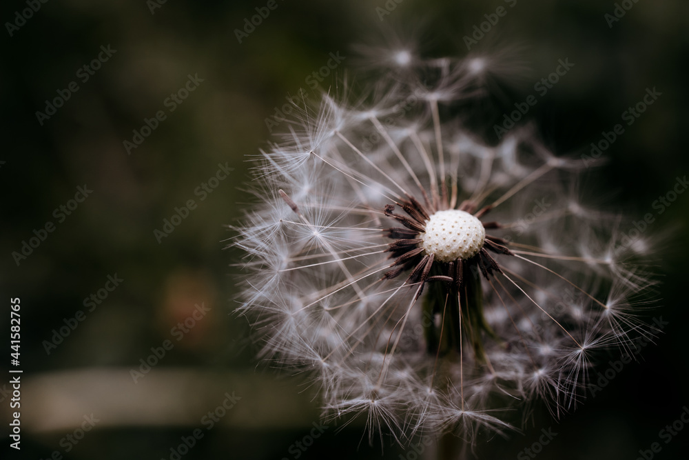 The texture of a blooming white fluffy dandelion.