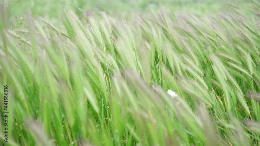 Fresh Meadow Grass Swaying in Wind. Green Grass Background Fresh Meadow Grass Swaying in Wind. Green Grass Background