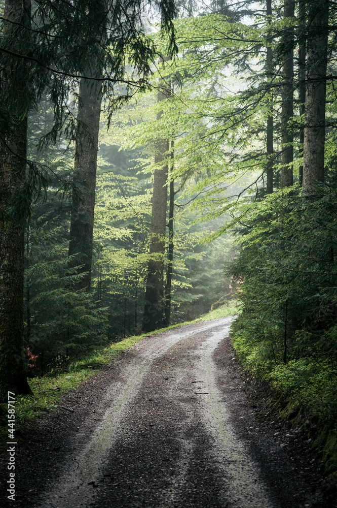 unpaved road leading through rainy spring forest in Emmental