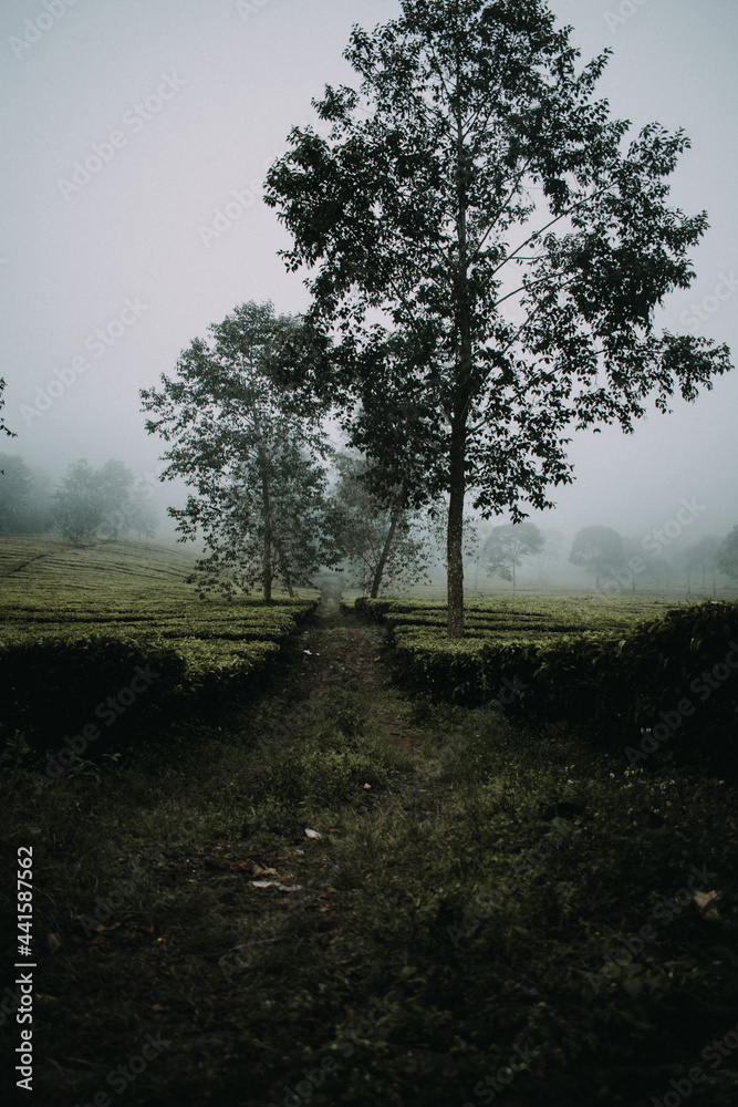 morning in the forest
