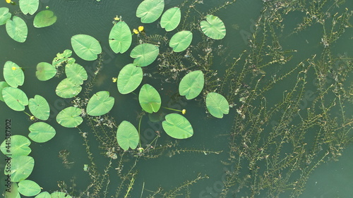 Aerial view of yellow water lilies and green algae in the river on a sunny summer day