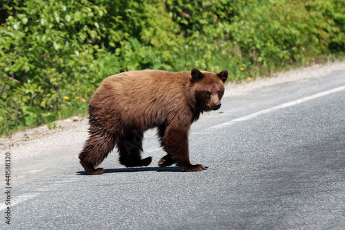 Brown bear in Skagway Alaska