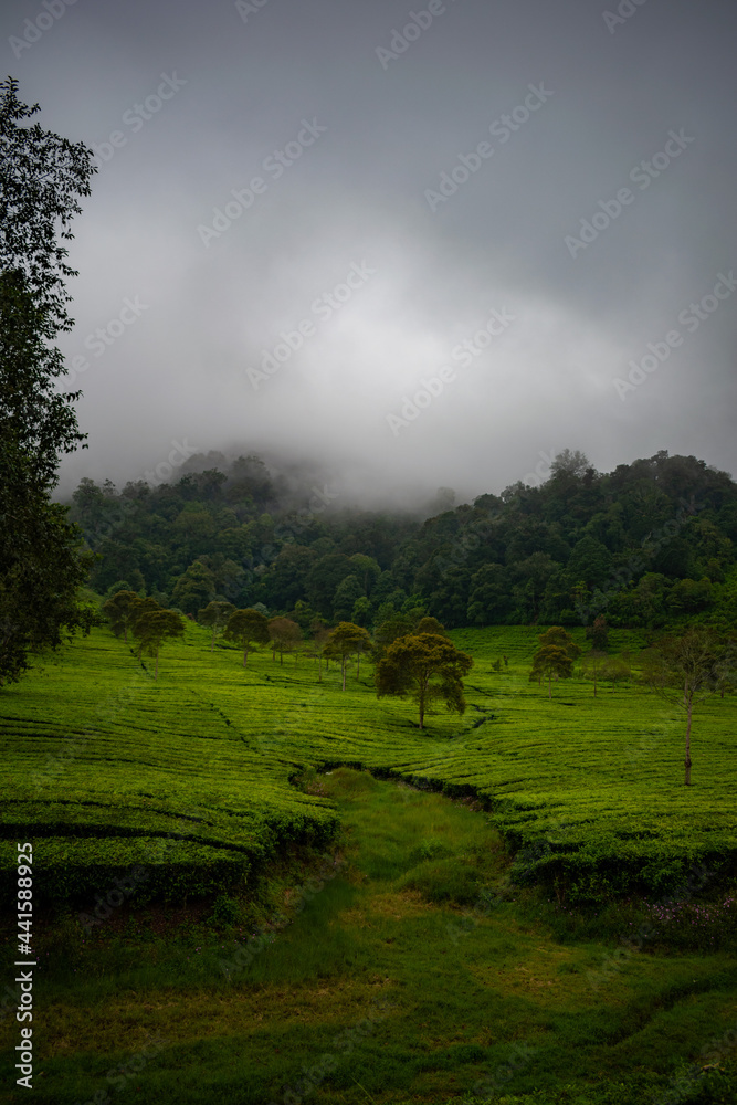 fog in the mountain