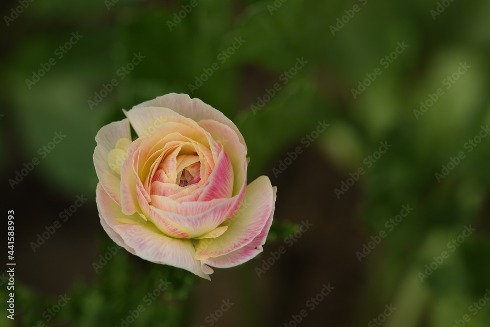 Pastel yellow ranunculus with pink stripes on petals, flower bud on green bokeh background. Pastel yellow ranunculus with pink stripes on petals, flower bud on green bokeh background.