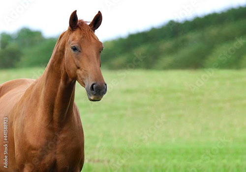 Strong Horse posing for camera in green field with fresh grass