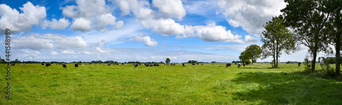 Motive aus der Landwirtschaft - Milchk  he auf der Sommerweide - landwirtschaftliches Symbolfoto.