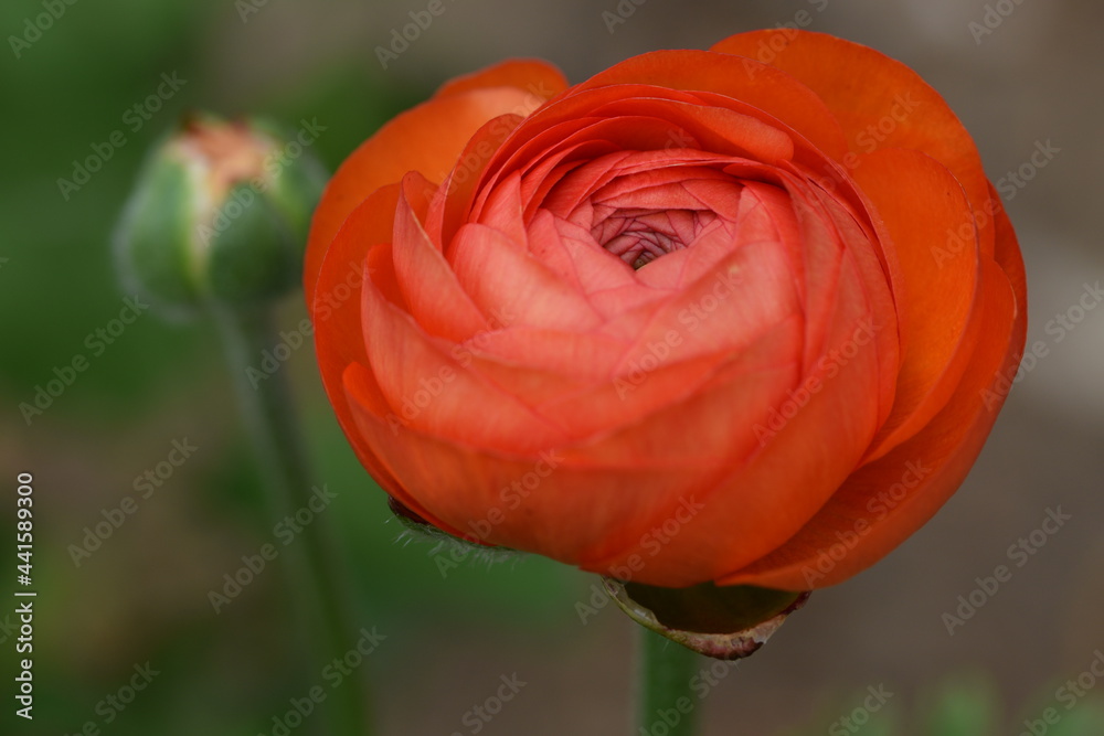 Orange red ranunculus flower buds in summer garden. Orange red ranunculus flower buds in summer garden.