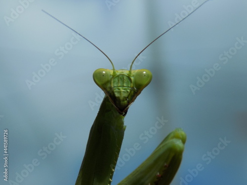 praying mantis on green background