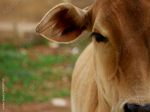 Cow left side face closeup with side blur frame, animal lifestyle concept.