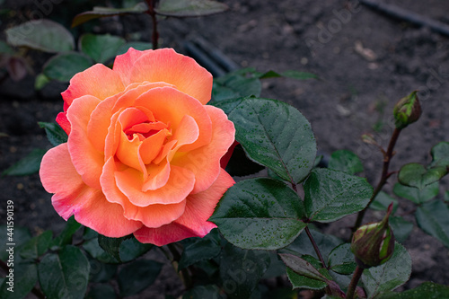 Fototapeta Naklejka Na Ścianę i Meble -  róża, pomarańczowy kwiat, ogród różany, przyroda, kwiaty, róża