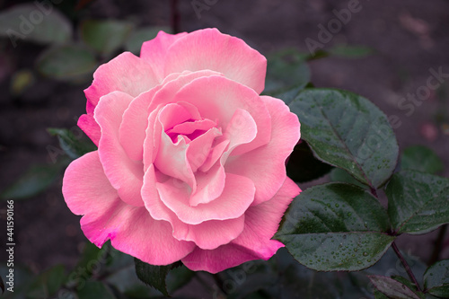 róża,różowy kwiat, ogród różany, przyroda, kwiaty, róża, ombre kolory, lato special rose, pink