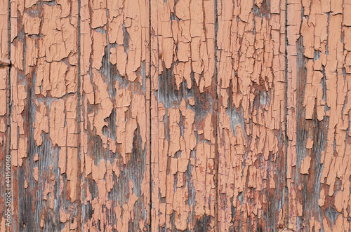 Old wood surface. Peeling paint. Wooden boards. A fence made of boards. Tree structure.