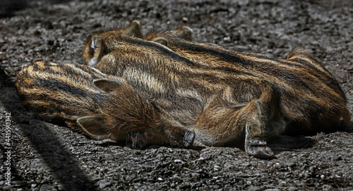 Three wild piglets sleeping on the ground. Latin name - Sus scrofa photo