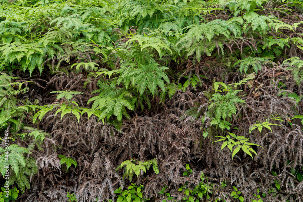 Leaves of a tropical plant in the jungle Leaves of a tropical plant in the jungle