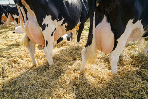 Landwirtschaftliche Tierschau - Kühe mit prallem Euter im eingestreuten Wartebereich einer Tierschau. photo