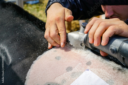 Tierschau: Trimmen des Felles einer Kuh, für eine Ausstellung. photo